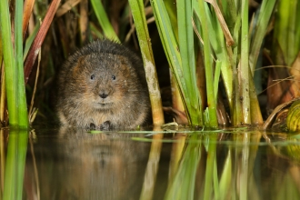 Water vole