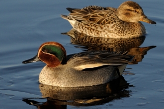 Common teal