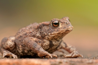 Common toad