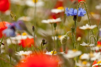 Wildflower meadow