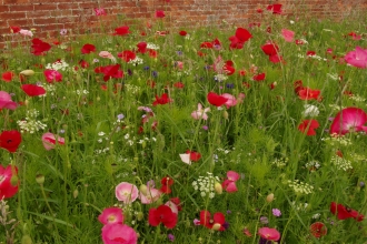 Wildflowers