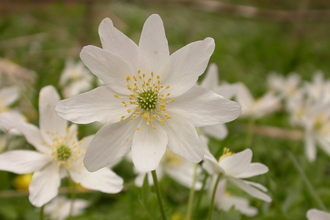 Wood anemone