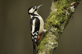Great spotted woodpecker