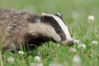 A badger sniffing a flower