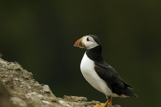 Puffin