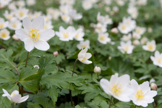 Wood anemone