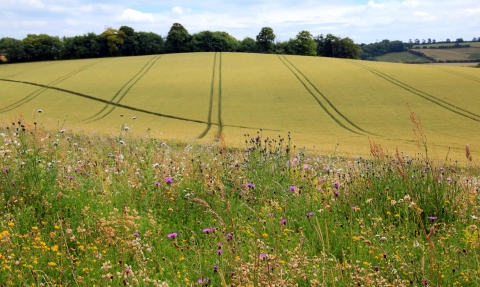 Farmland field margin