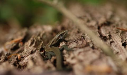 Common Lizard (c) Josh Kubale