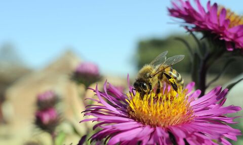 Honey Bee
