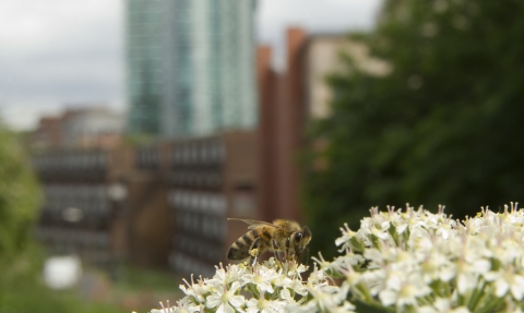 Urban wildlife (c) Paul Hobson