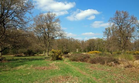 Hertfordshire Heath 