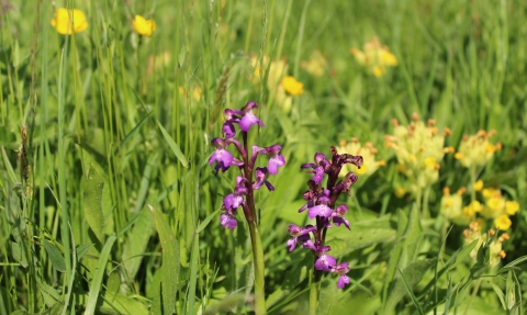 Green-winged orchids
