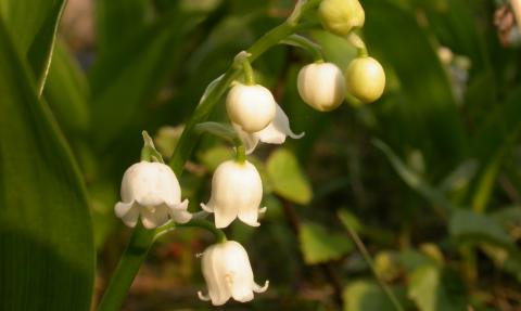 Lily of the Valley