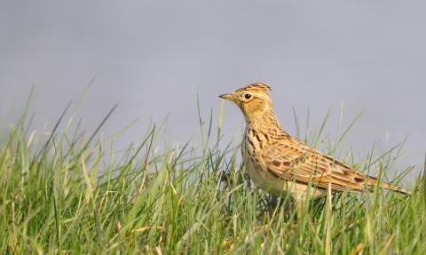 Skylark