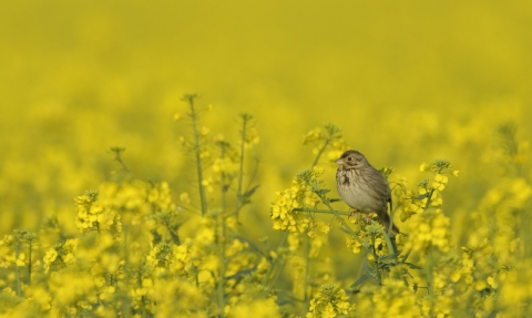 Corn bunting