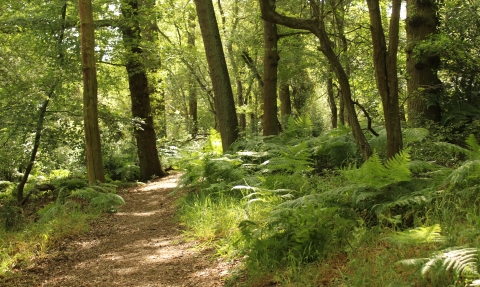 Fir and Pond Woods Nature Reserve