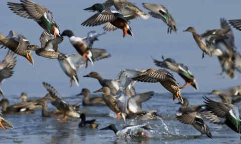 Shovelers, gadwalls and teal