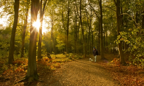 Dog walking through woodland