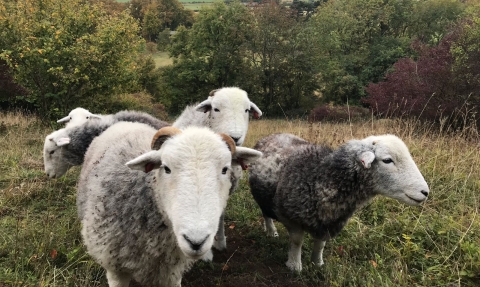 Herdwick sheep at Aldbury Nowers (c) Laura Baker