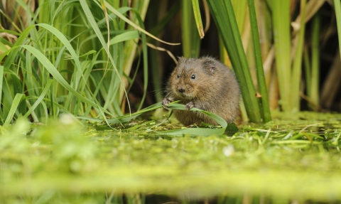 Water vole (c) Terry Whittaker