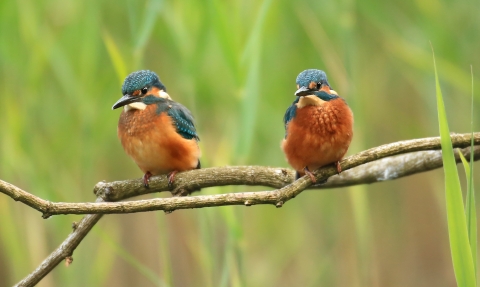 Kingfishers (c) Jon Hawkins - Surrey Hills Photography
