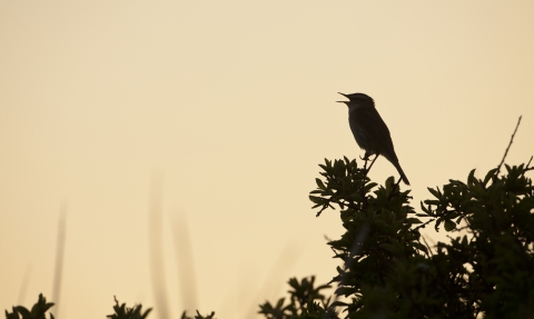 Dawn Chorus Bird