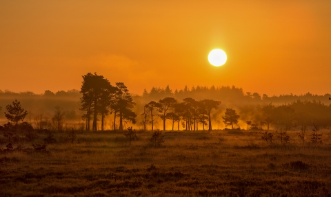 Sunrise over trees (c) Jon Hawkins - Surrey Hills Photography