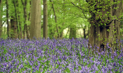 Astonbury Wood bluebell woodland
