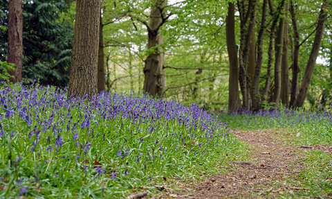 Astonbury Wood