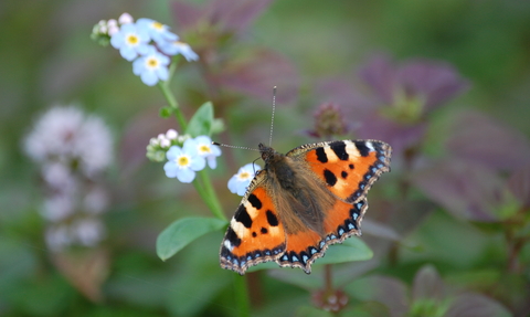 Small Tortoiseshell butterfly