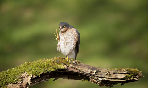 Sparrowhawk (c) Mark Hamblin/2020VISION