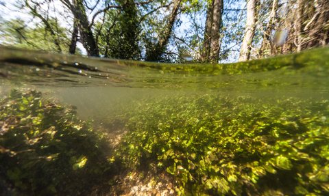 River Mimram (C) Peter Tatton