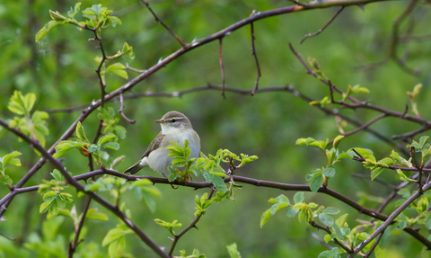 Willow warbler (c) Tim Hill