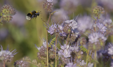 Buff tailed bumble bee