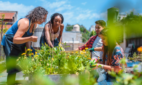 Community Garden with people standing or kneeling over a raised bed. One lady is planting