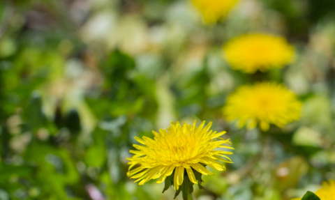 Swathe of dandelions