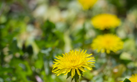 Identiplant | Herts and Middlesex Wildlife Trust