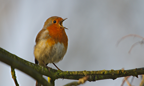 A robin perched on a mossy branch, singing