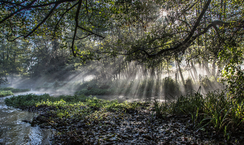 Sun streaking through trees onto water and grassland