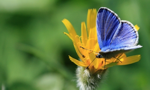Common blue butterfly