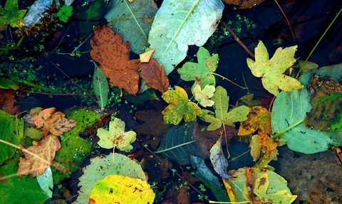 Brown, yellow, orange and green fallen leaves of different shapes and sizes floating on the still reflective surface of a pond.