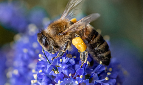 An ochre and black Honey Bee in sharp focus with round bright yellow sacs of pollen on its leg sitting on a spherical deep blue flower.