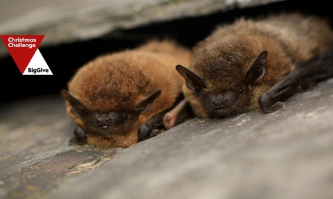 Two fluffy brown bats peeking out from under a slate roof tile