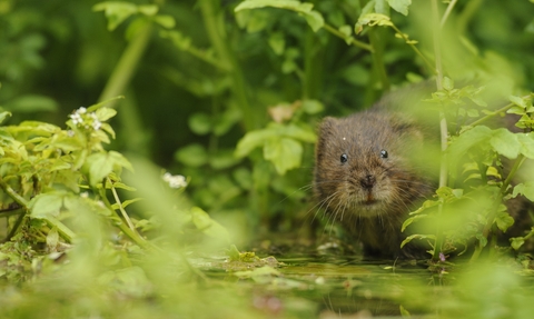 water vole