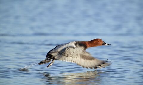 Pochard
