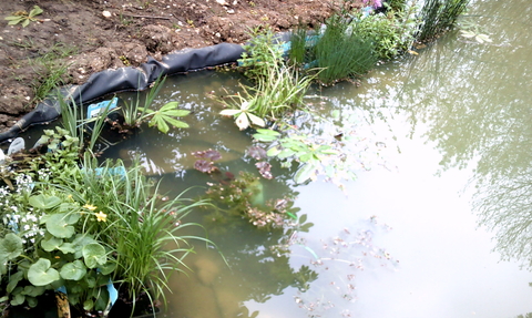 Newly dug pond with water plants placed in before planting