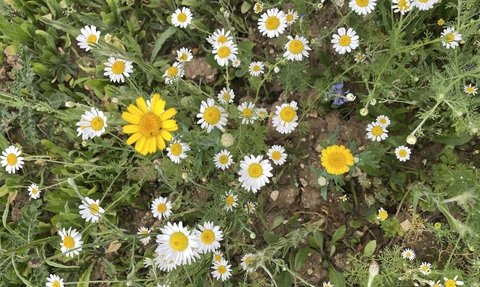 Wildflower meadow from above