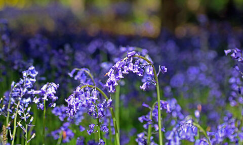 Bluebells 