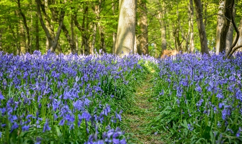 Bluebells at Astonbury Wood