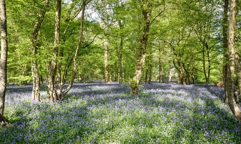 Bluebells at Astonbury Wood
